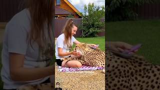 WANITA MERAWAT BAYI MACAN#shorts #harimau