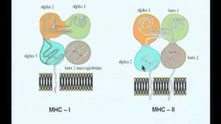 Mod-10 Lec-20 The major histocompatibility complex --Part 2