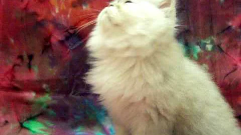 Video 562991: persian kittens cattery, shaded silver persian kitten, male silver persian kitten, persian kitten doll