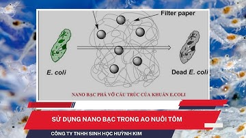 sử dụng nano bạc trong ao nuôi tôm