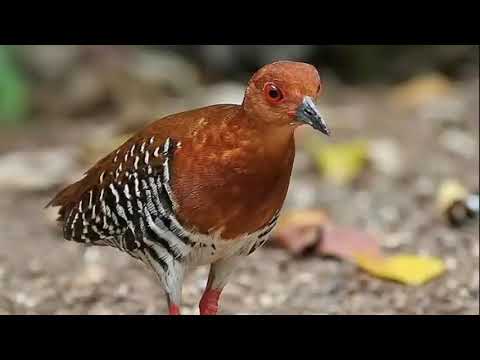 suara burung sintar mata merah... joss.. khusus malam hari