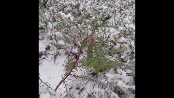 Coastal sequoia seedling in the snow
