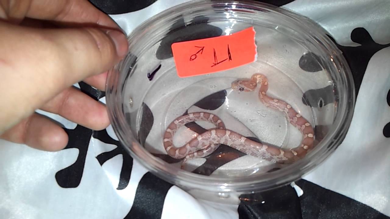 Update on the Little Rescues (Corn Snakes) L1 + L2 YouTube