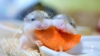 可愛く成長する五つ子ハムスター達。生後16日目