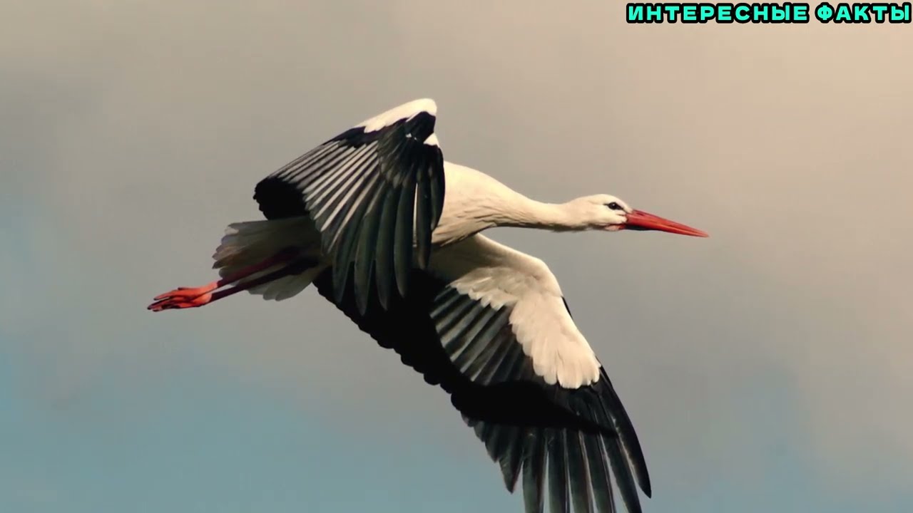 ✔️ИНТЕРЕСНЫЕ ФАКТЫ ОБ АИСТАХ.