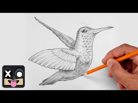 How To Draw Realistic Hummingbird | Step by Step Sketch Tutorial