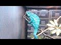 Geckos Leopardo, Dragones Barbudos, Camaleones, etc. Entrevista Daniel Orozco (Reptilia) Parte 3