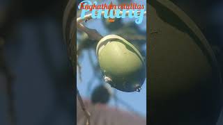 Pinang Tingkatkan vitalitas #manfaattumbuhan #buahbuahan #buah