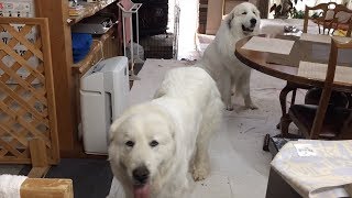 おやつがもらえるまで粘り強く待つルンルン　Great Pyrenees　グレートピレニーズ