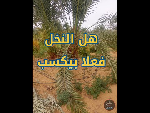 ليه زراعة النخل هيه رقم واحد في الواحات