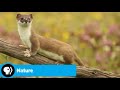 Understanding Weasels and Their Portrayals