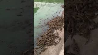 Guess how many Crocodiles in this pond