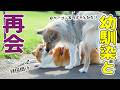ガウガウすると思ったら…幼馴染は特別でした