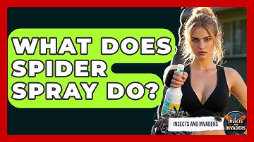 What Does Spider Spray Do? - Insects and Invaders