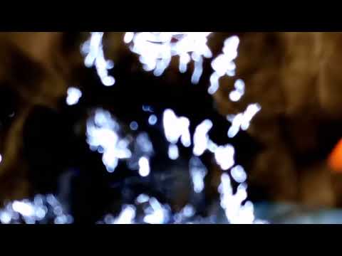 Video albino Koi Red ear 01534678935 - youtube