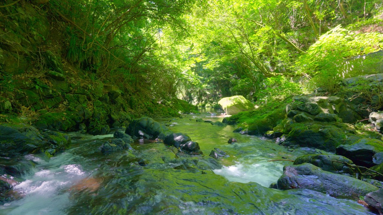 深い緑にきらめく清流のせせらぎ【4K自然音 30分】