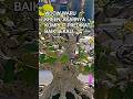 WOOW WARU KREEN, AKARNYA KOMPLIT PREDIKAT BAIK SEKALI@mahkotabonsai#shorts#bonsai#viral