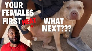 Details Your Females FIRST HEAT!!! What to do NEXT... (Dog Breeding) Guide