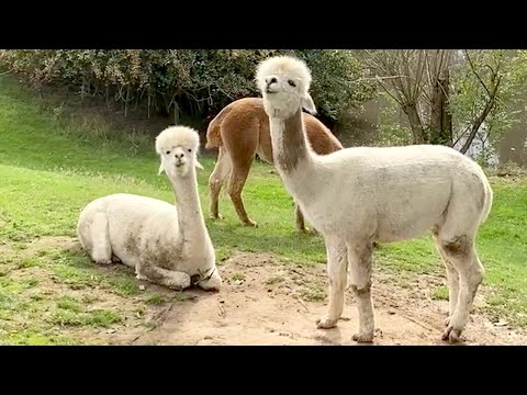 Cute Alpaca Rolling