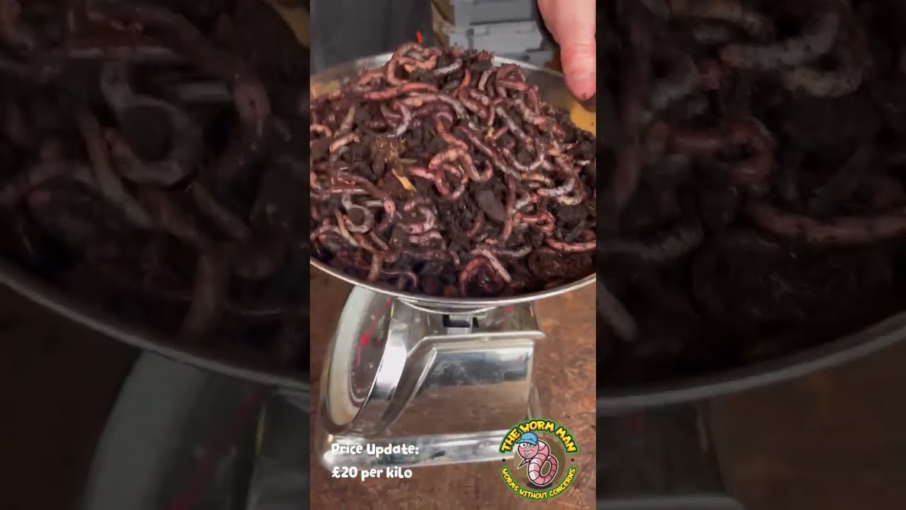 A Kilo of Quality Dendros!