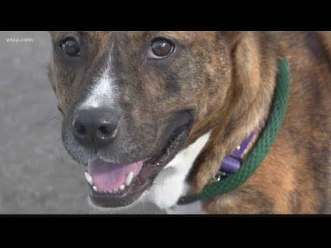 วีดีโอ: Shelter มาพร้อมกับ Pup Sleepovers เพื่อช่วยเหลือสุนัขในโอกาสที่ได้รับการอุปการะ