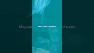 Огромная медуза в Чёрном море #travel #черноеморесочи
