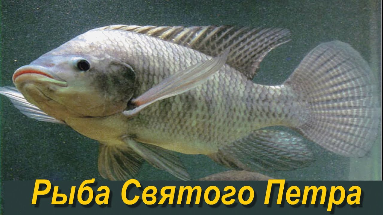 Рыба святого петра фото
