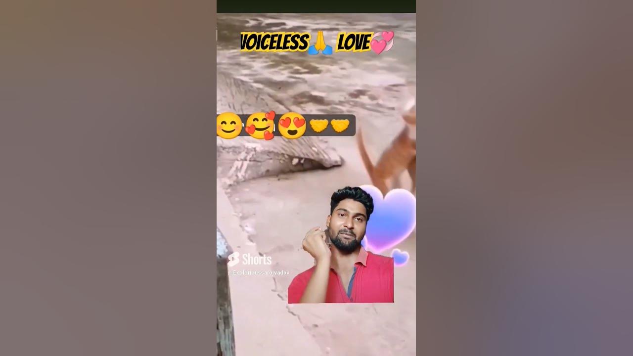 voiceless-love-vs-human-love-love-reality-bonding-shorts-animals