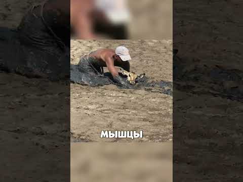 Русский турист СПАС антилопу в САВАННЕ🥺🔥🦌