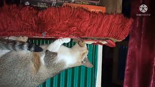 Frank With Cat Cat Video