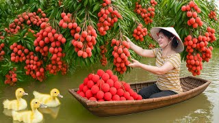 Download Lagu Harvesting Lots Of Lychees On The Water \u0026 Go To Market Sell | Unexpected Harvest On The Boat MP3 Download Lagu Harvesting Lots Of Lychees On The Water \u0026 Go To Market Sell | Unexpected Harvest On The Boat MP3