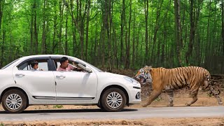 Tiger attack school children in the forest | Royal bengal tiger attack, tiger attack in jungle