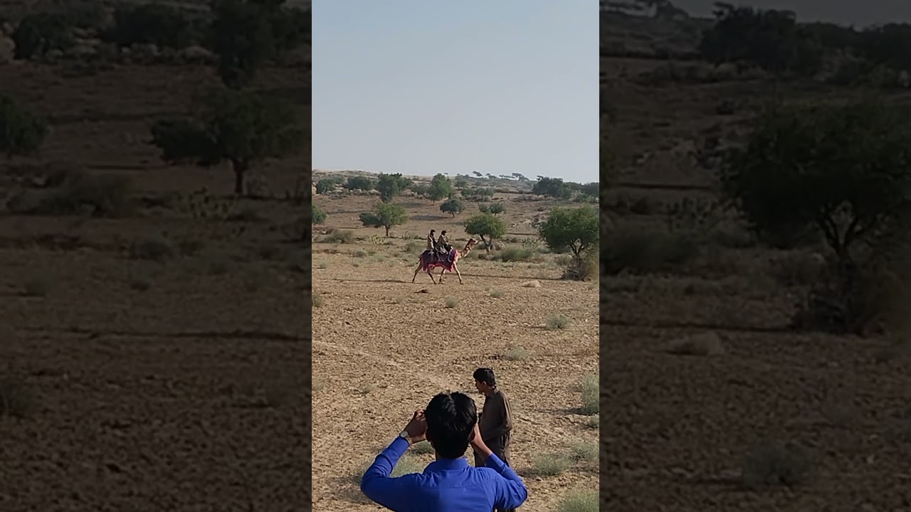 Two men riding a camel in the forest