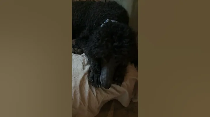Piper