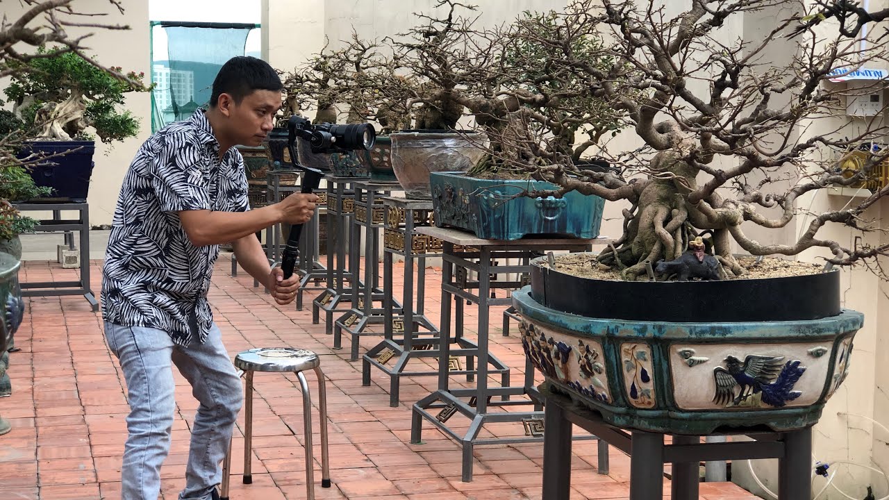 VƯỜN MAI ĐẲNG CẤP  BÌNH ĐỊNH