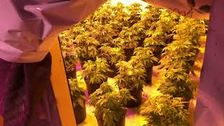 New Grow From Seed 4