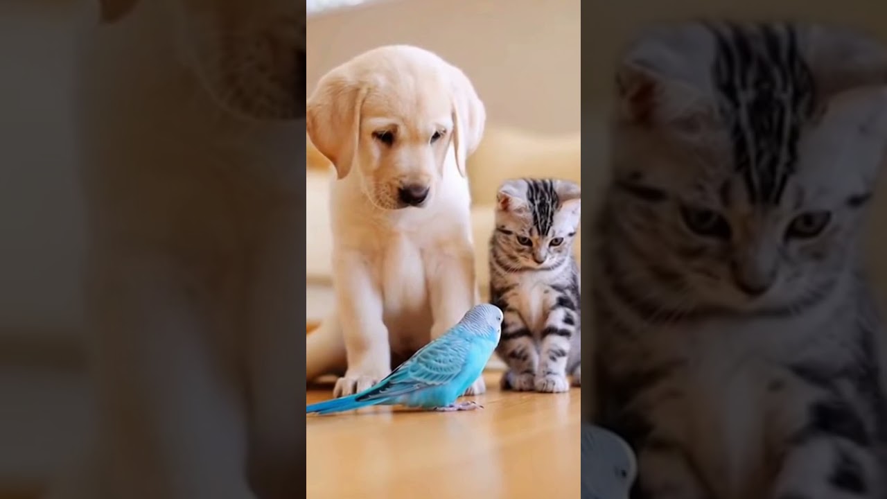 Puppy and Kitten Meet Their New Parrot First Time Reactions 