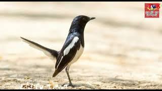 Forest Birds Oriental Magpie-Robin| Bird Sounds Relaxation - Nature Sounds Music for Meditation #01