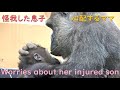 ゲンキ、キンタロウの怪我を発見！！心配して優しく寄り添う優しいママゴリラ♪