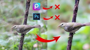 HOW TO BLUR BACKGROUND - Wildlife Photography | Cheapest Photo Editor |