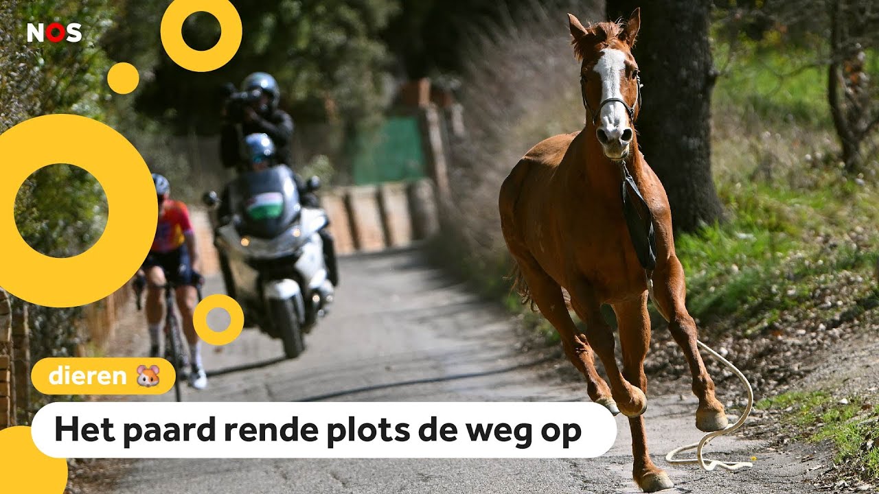 Paard slaat op hol tijdens wielerwedstrijd