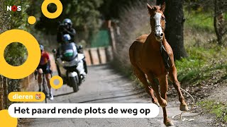 Paard slaat op hol tijdens wielerwedstrijd screenshot 1