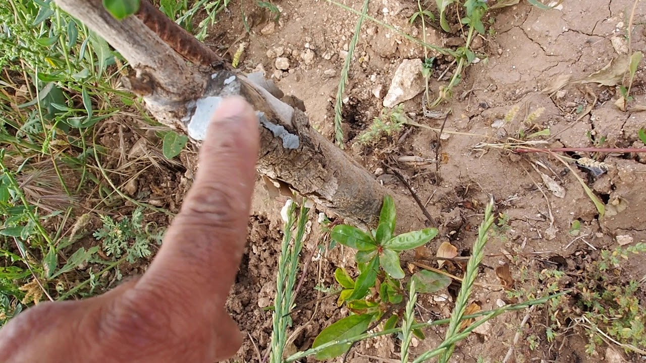 Greffage du grenadier en incrustation(pomegranate grafting , injerto granado)
