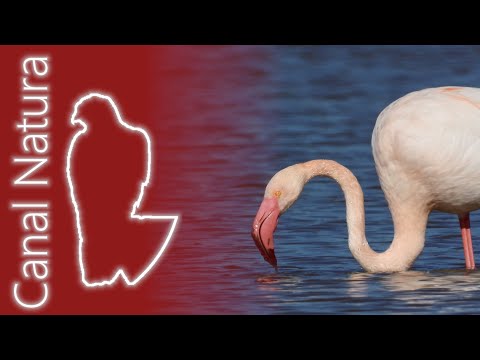 Flamenco común (Phoenicopterus
