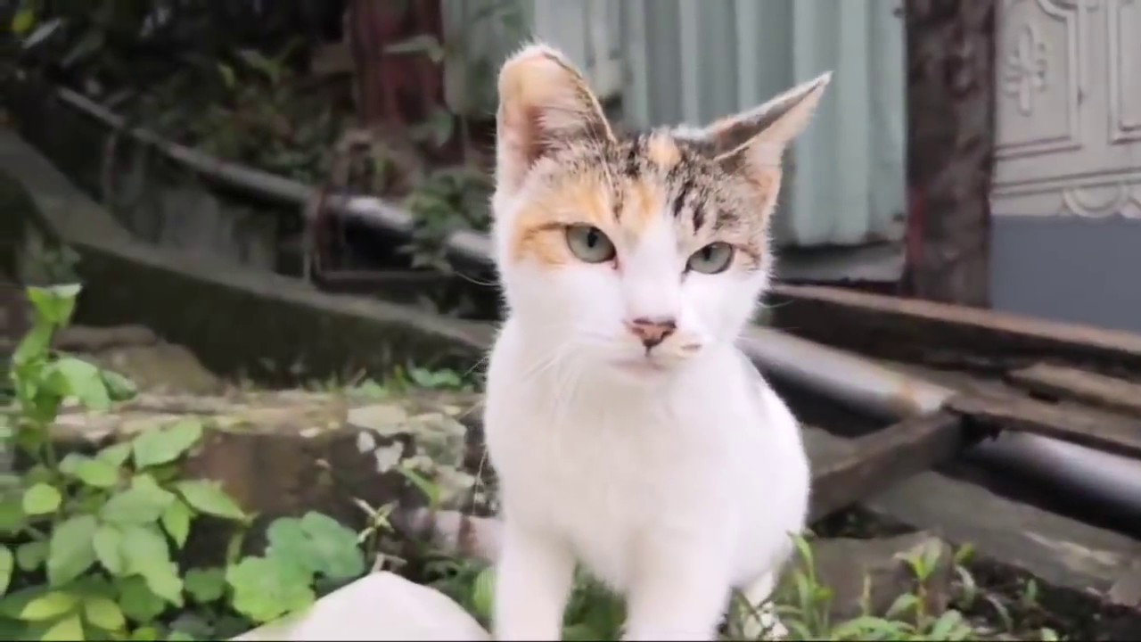 台湾の猴硐 ホウトン 猫村から感動猫動画のライブストリーム Youtube