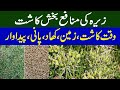 Cumin crop cultivation  jeera farming in pakistan 
