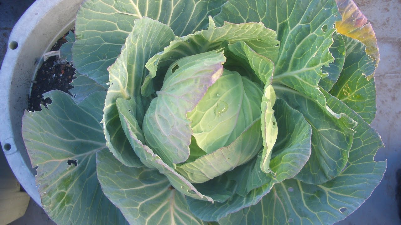 キャベツの再生栽培 The Longest Days 史上最低の作戦 Youtube