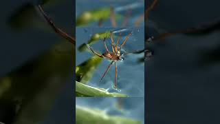 Spider Walks On Water And Catches Fish. Pisauridae #Animals #Nature #Wildlife