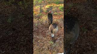 Hawk and two Cranes #bird #birds #nature #pond #wildlife #trail #wild #photography #viral #hawk