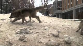 リンゴを食べるオオカミ~Wolf eats an apple